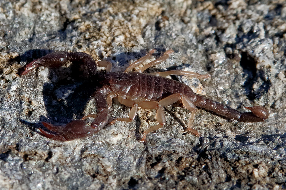 Euscorpiinae sp. da Susa in Piemonte